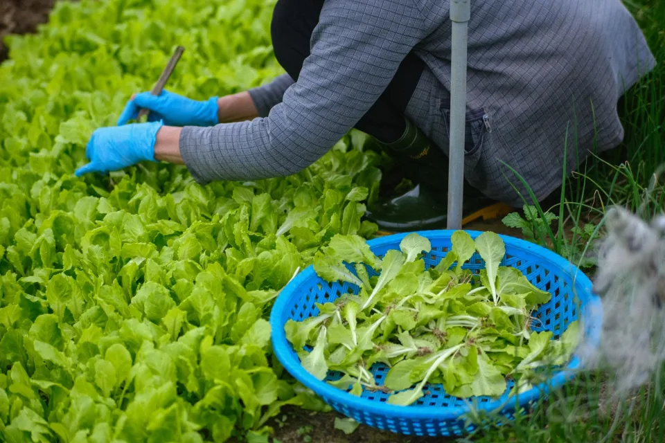 Vườn rau của Bùi Thị Tình